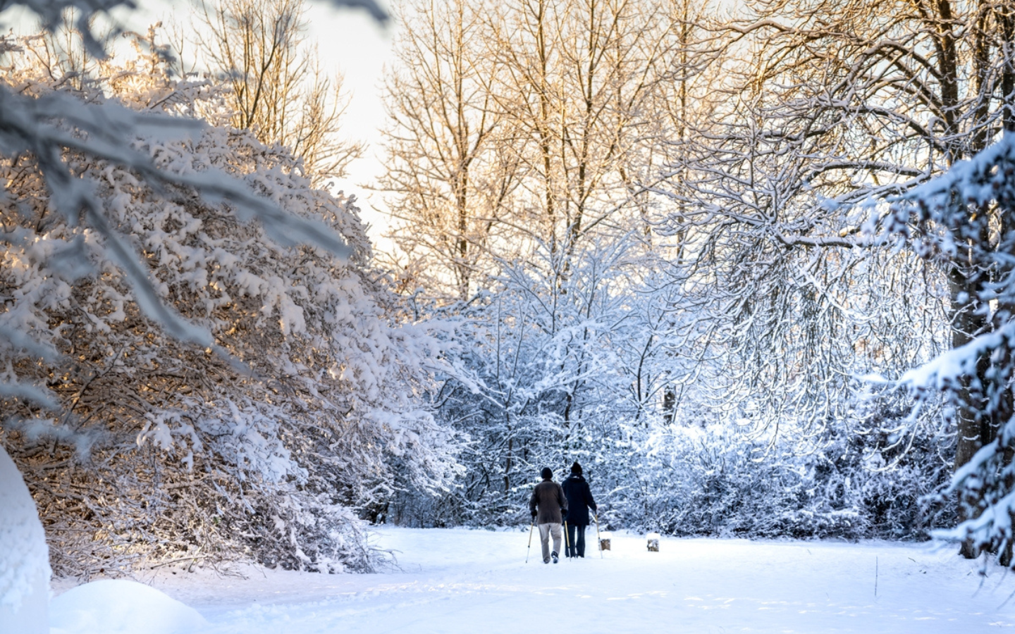 Skoven i Skanderborg 